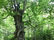 Santuari Gresolet Avet Molleres Berguedà