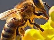 abejas especie importante planeta