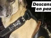 Localizan vida perro policía Tamazunchale