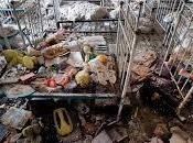 catástrofe chernobyl