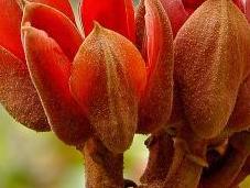 Chiranthodendron pentadactylon: árbol manitas