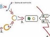 Ingeniería genética