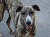 Crónica "suicidio" anunciado sólo queda Antonio