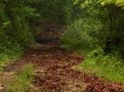 Carácter bosque