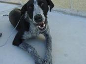 Gaia, cariñosa perrera (madrid)