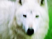 lobo disfrazado cordero