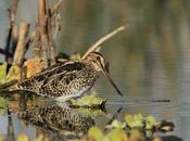 Becasina comiendo