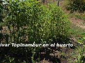 Topinambur, tupinambo, patacas, alcachofas jerusalén: propiedades cultivo este tubérculo