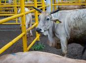 Supervisan ganado proyecto “tierra caliente” contra tuberculosis bovina para pre-certificación