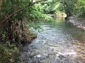 Bosque Muniellos