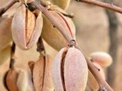 aceite almendras propiedades revitalizantes