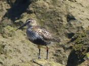 Correlimos anillados