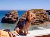 Catedrales
