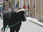 toro cuerda carcabuey sigue poniendo manifiesto enorme atractivo