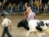 Mercado Nacional Ganados Torrelevega septiembre: feria récord