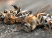 Brasil: Pesticidas matan millones abejas dias