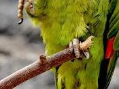 Consumen especies parque ecológico “zacango” dieta rica concentrados especiales