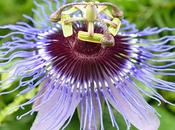 flor pasión