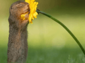 maravillosa imagen vuelta mundo: ardilla oliendo margarita