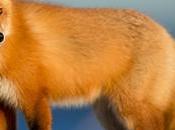 ¡Día histórico Inglaterra!: Islington, primer distrito Londres prohibir venta pieles