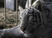 EE.UU.: California convertirá tercer estado prohibir circos animales