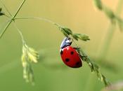 Alemania asigna millones euros para proteger insectos