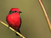 Belleza rojo