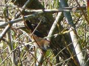 dispersión cetia ruiseñor