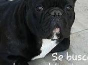 Buscamos Lupito