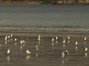 invernada asoma patita