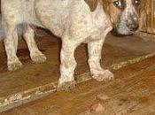 Cachorro breton viviendo pésimas condiciones (Murcia)