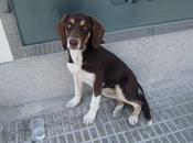 urgente!!! murcia cachorra meses calle.