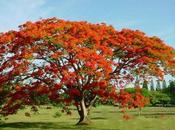 Colores Jardín