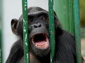 Psicocuriosidad: monos plátanos