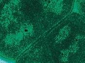 “Conan Bacteria”