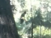 Nuevo video Bigfoot sale