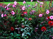 Flores como mariposas