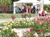 Flores junio