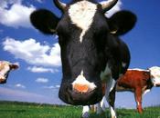 principales teorías económicas explicadas vacas