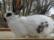 Conejo Rhynelander