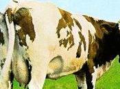 Composición: vaca"