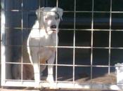 Robo DOGO ARGENTINO Fraga. (ARAGÓN)