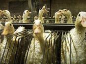 ¡Día histórico EE.UU.!: Nueva York convierte ciudad grande mundo prohibir "foie gras"