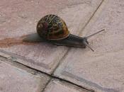 Baba caracol...