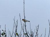 Vienen pinzones reales