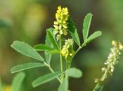 Meliloto melilotus officinalis planta cumarina