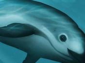 Vaquita marina peligro extinción