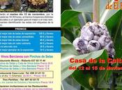 XXIV Jornadas Micológicas Bierzo. programa actividades