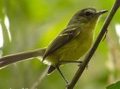 Mosqueta común (Mottled-cheeked Tyrannulet) Phylloscartes ventralis