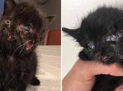 Increíble nace gatita caras